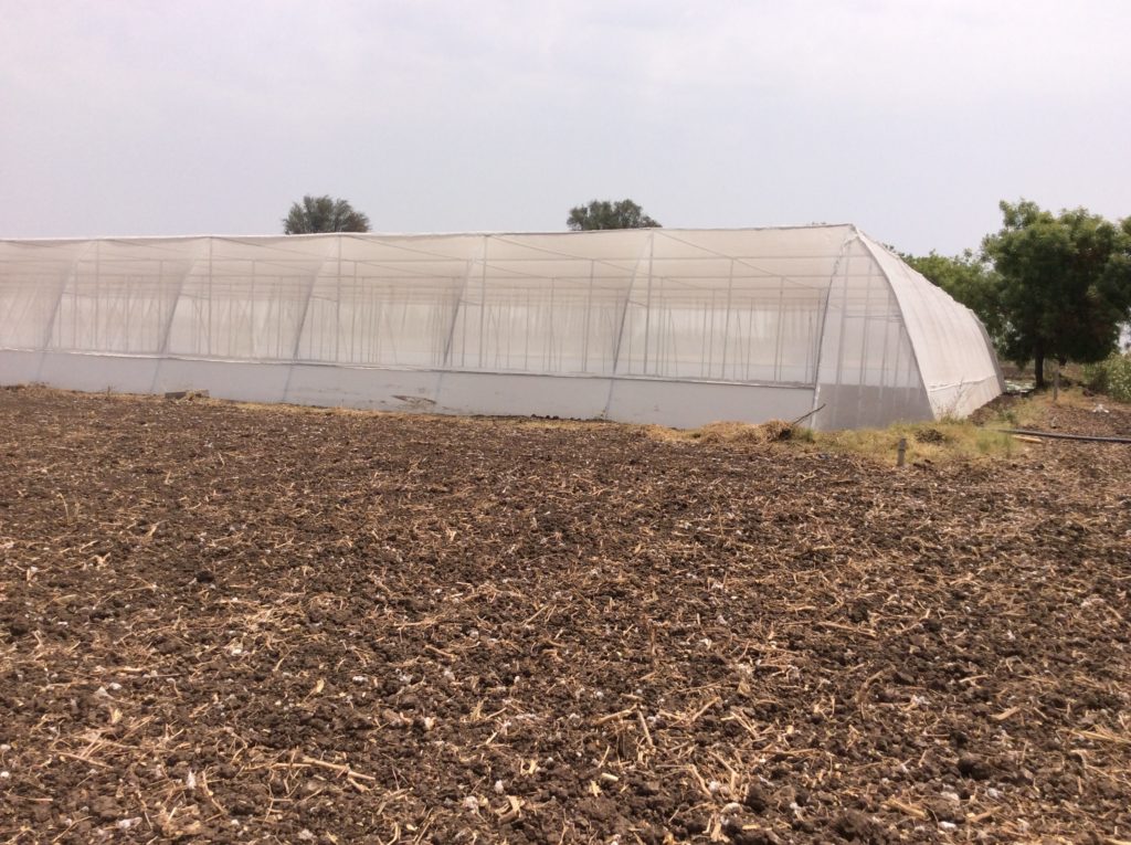 Polyhouse Ecoflo Irrigation